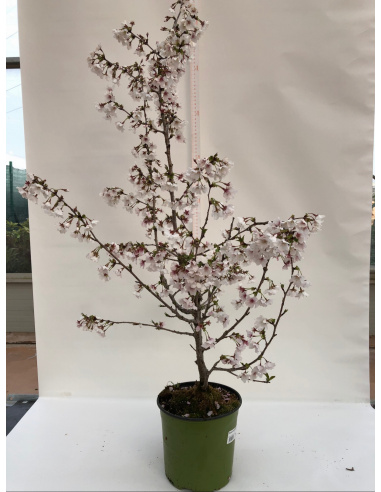 PRUNUS DA FIORE