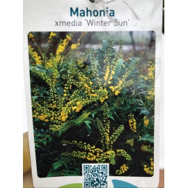 MAHONIA 2