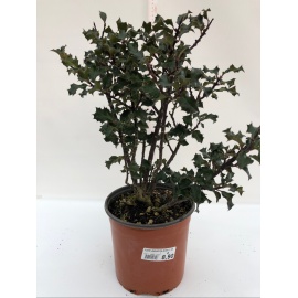 AGRIFOGLIO O ILEX AQUIFOLIUM