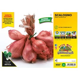 SCALOGNO ROSSO FRANCESE 