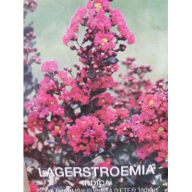 LAGESTROEMIA 2