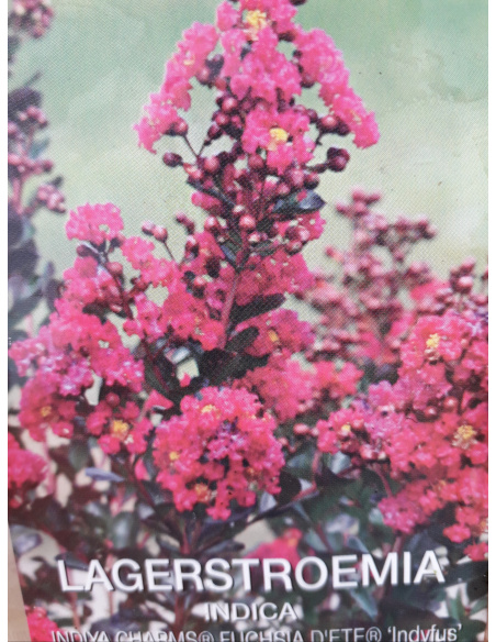 LAGESTROEMIA