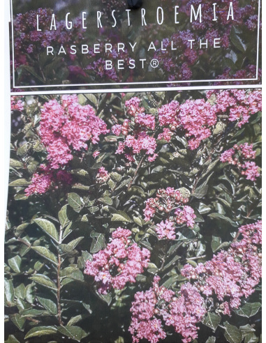 LAGESTROEMIA