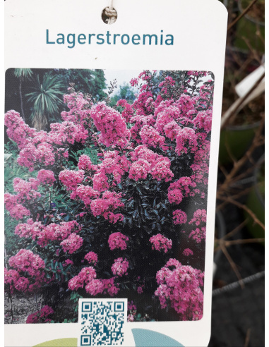 LAGESTROEMIA