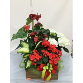 COMPOSIZIONE PIANTE MISTE CON CASSETTA IN LEGNO RUSTICA