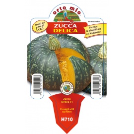 ZUCCA TONDA DELICA
