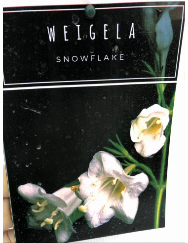 WEIGELIA 