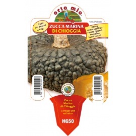 ZUCCA MARINA DI CHIOGGIA 