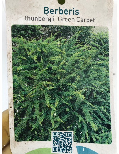 BERBERIS