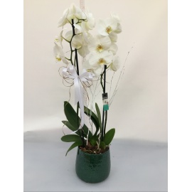 COMPOSIZIONE PHALAENOPSIS BIANCO CON CASPO’ IN CERAMICA 