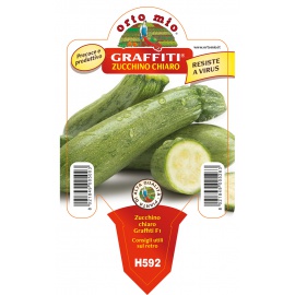 ZUCCHINO CHIARO FAENTINO 