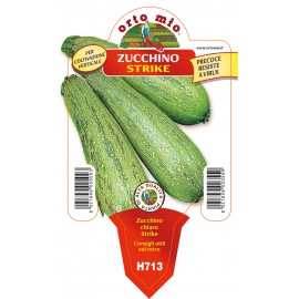 ZUCCHINO CHIARO COLTIV. VERTICALE