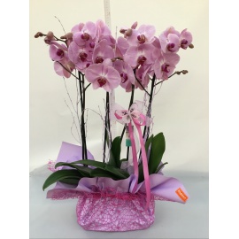 COMPOSIZIONE DUE ORCHIDEE PHALAENOPSIS CONFEZIONATE