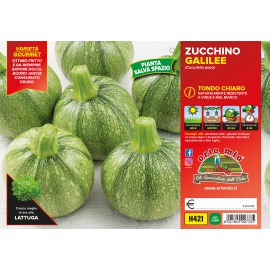 ZUCCHINO TONDO CHIARO 