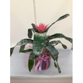 COMPOSIZIONE AECHMEA FASCIATA CON CASPO’ IN CERAMICA 