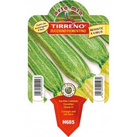 ZUCCHINO LUNGO FIORENTINO 