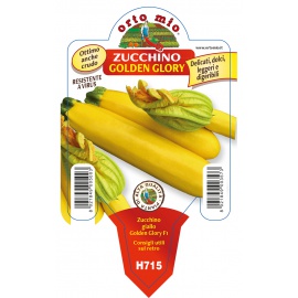 ZUCCHINO GIALLO 