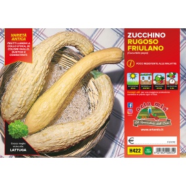 ZUCCHINO RUGOSO FRIULANO