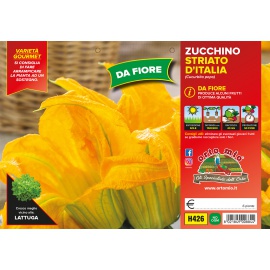 ZUCCHINO DA FIORE STRIATO D'ITALIA 