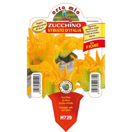 ZUCCHINO DA FIORE STRIATO D'ITALIA 