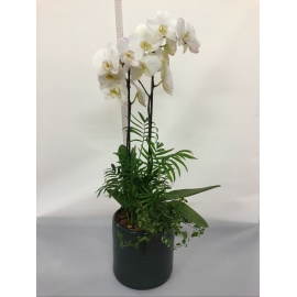 COMPOSIZIONE ORCHIDEA PHALAENOPSIS BIANCA CON CASPO’ IN CERAMICA 