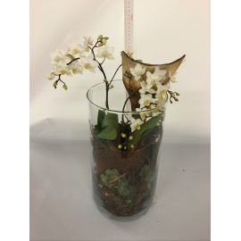 COMPOSIZIONE ORCHIDEA PHALAENOPSIS BIANCA SU VASO IN VETRO 