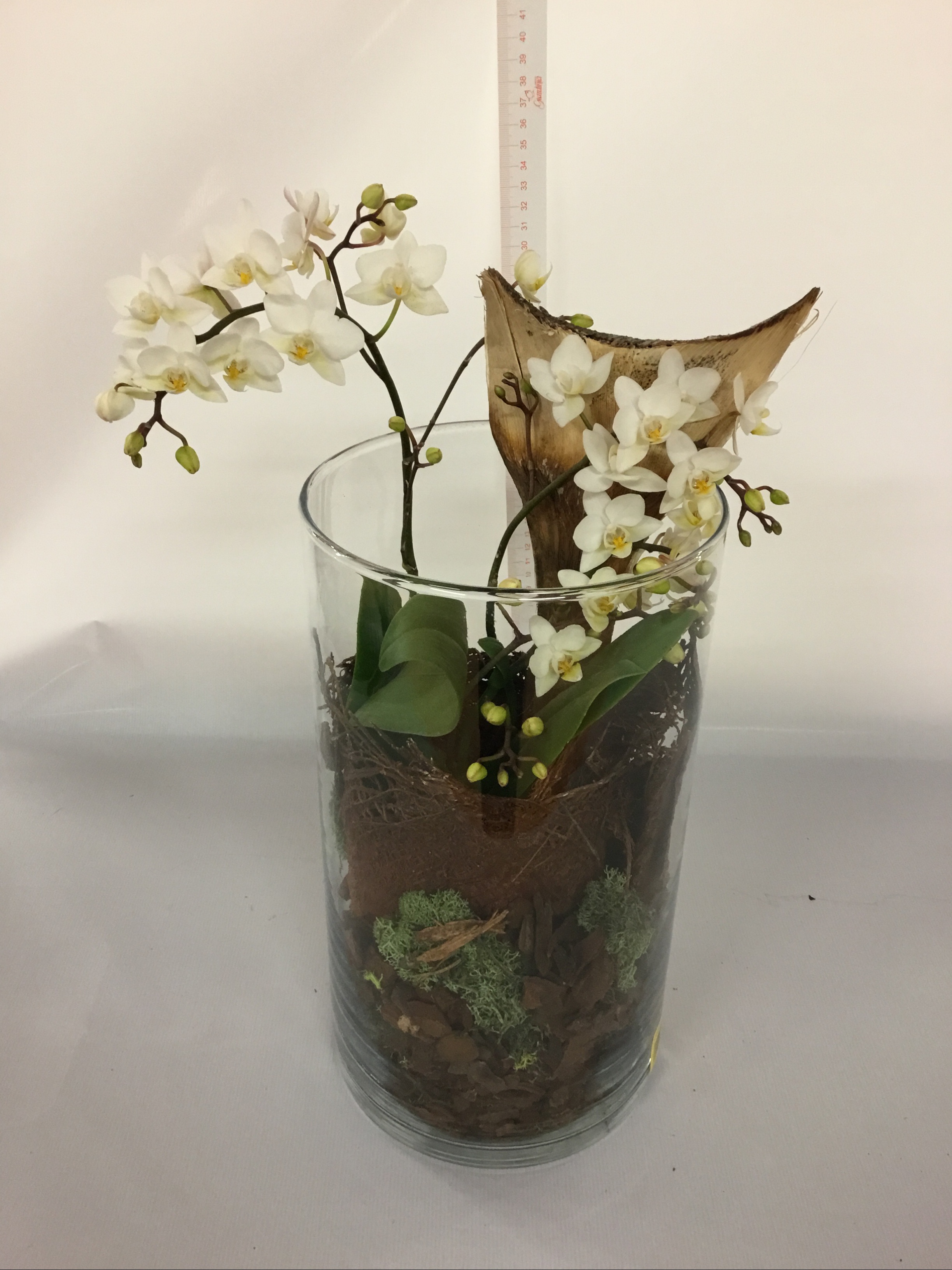 Composizione Orchidea Phalaenopsis Bianca Su Vaso In Vetro Eshop Bardin Gardencenter
