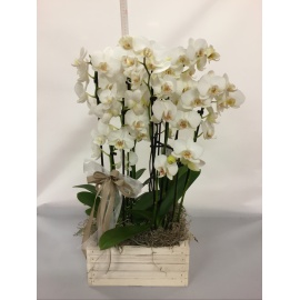 COMPOSIZIONE QUATTRO ORCHIDEE PHALAENOPSIS BIANCHI CON CASSETTA IN LEGNO BIANCA 