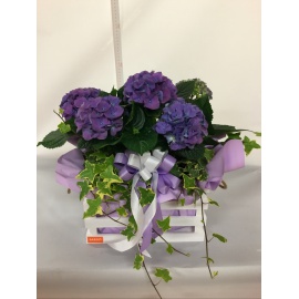 COMPOSIZIONE ORTENSIA BLU CON CASSETTA IN LEGNO BIANCA E EDERE