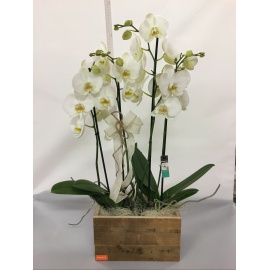 COMPOSIZIONE ORCHIDEE PHALAENOPSIS CON CASSETTA IN LEGNO RUSTICA 