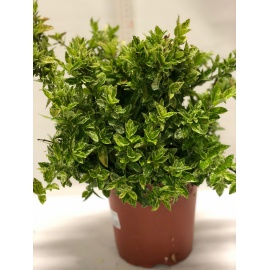 EUONYMUS O EVONIMO 2