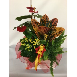 COMPOSIZIONE PIANTE MISTE CON CASSETTA IN LEGNO BIANCA 