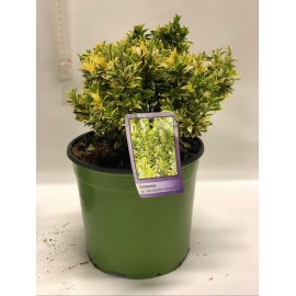 EUONYMUS O EVONIMO 2