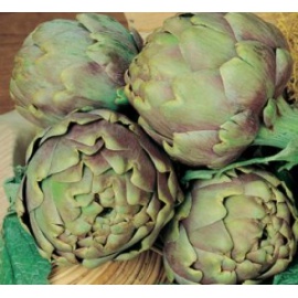 BLUMEN CARCIOFO IMPERIAL STAR