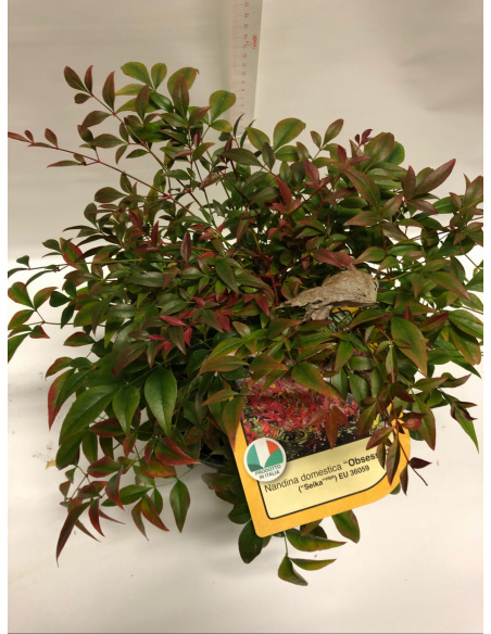 NANDINA DOMESTICA