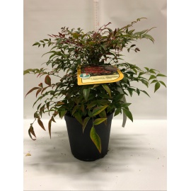 NANDINA DOMESTICA 2