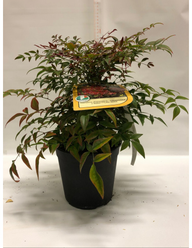 NANDINA DOMESTICA