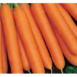 BLUMEN CAROTA MEZZA LUNGA NANTESE