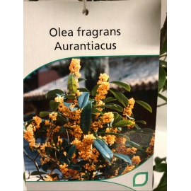 OSMANTHUS FRAGRANS 2
