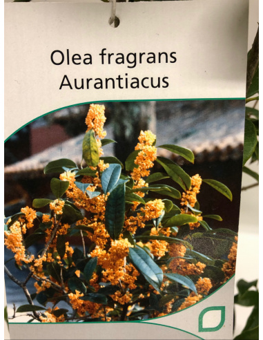 OSMANTHUS FRAGRANS