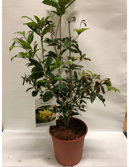 OSMANTHUS FRAGRANS