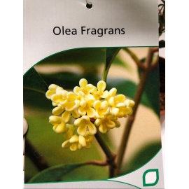 OSMANTHUS FRAGRANS 2