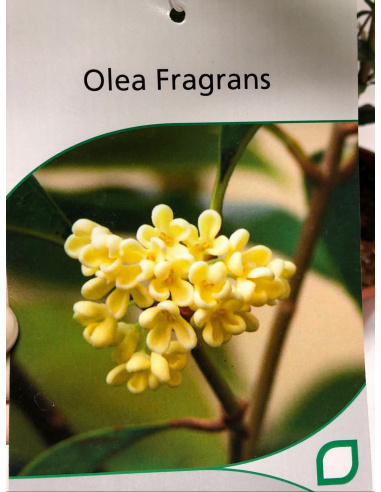 OSMANTHUS FRAGRANS