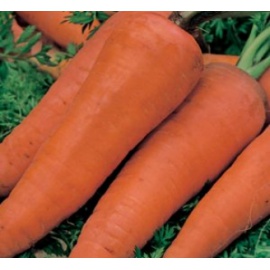 BLUMEN CAROTA RUBROVITAMINA