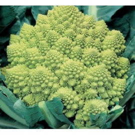 BLUMEN CAVOLFIORE ROMANESCO PRECOCE