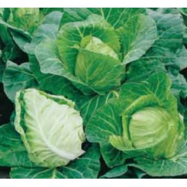 BLUMEN CAVOLO CAPPUCCIO A CUOR DI BUE