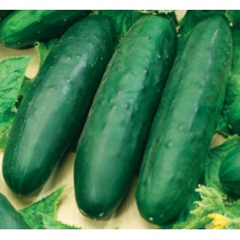 BLUMEN CETRIOLO VERDE