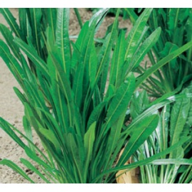 BLUMEN CICORIA CATALOGNA PUNTARELLE