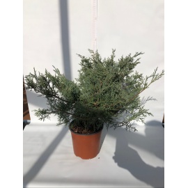 GINEPRO JUNIPERUS CHINENSIS 