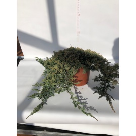  JUNIPERUS ORIZZONTALIS 